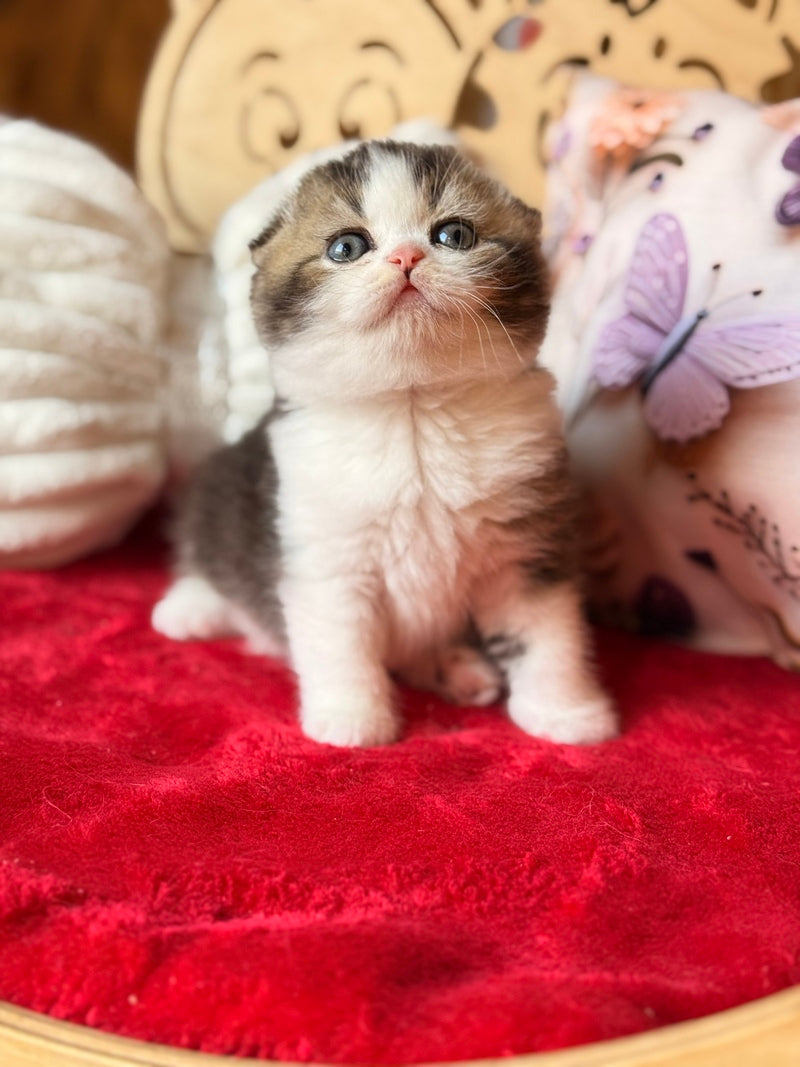 Phillip Scottish Fold male black ticked tabby bicolour - live animals