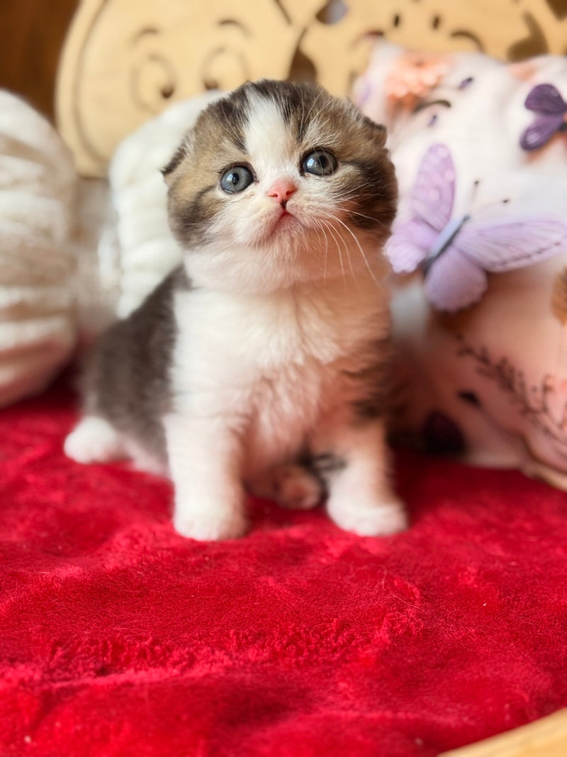 Phillip Scottish Fold male black ticked tabby bicolour - live animals