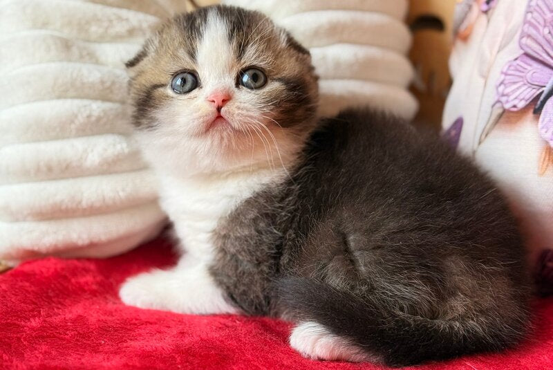 Phillip Scottish Fold male black ticked tabby bicolour - live animals