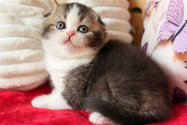 Phillip Scottish Fold male black ticked tabby bicolour - live animals