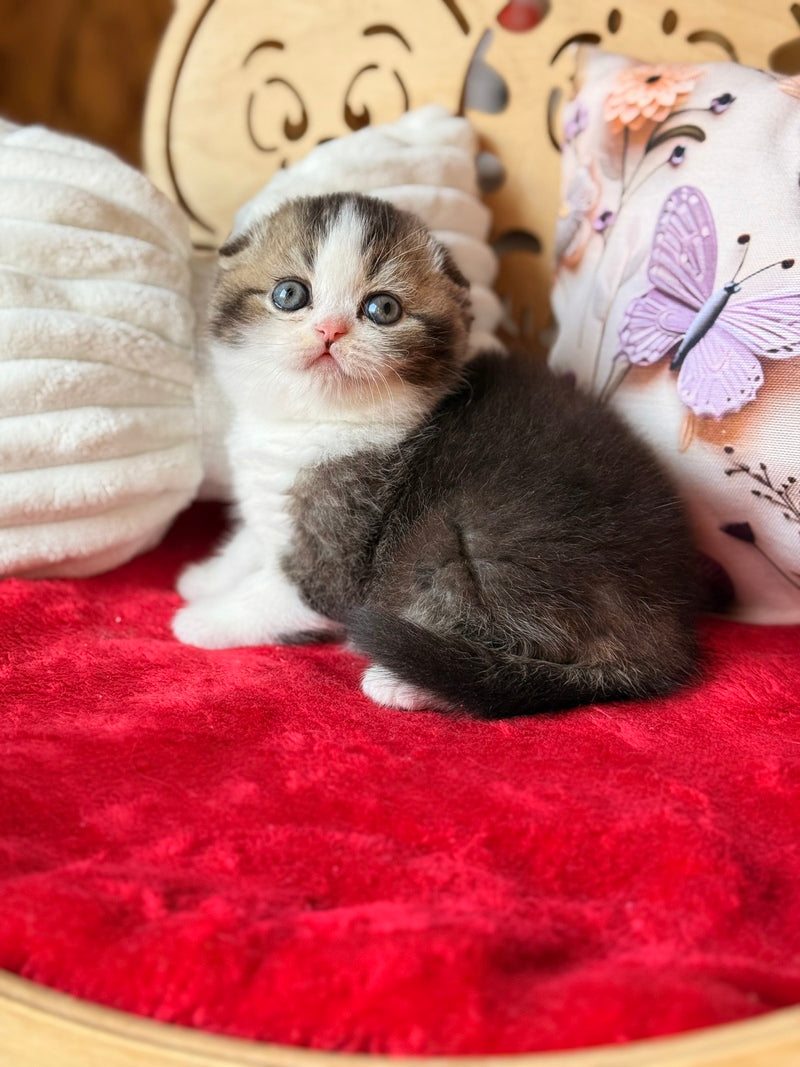 Phillip Scottish Fold male black ticked tabby bicolour - live animals