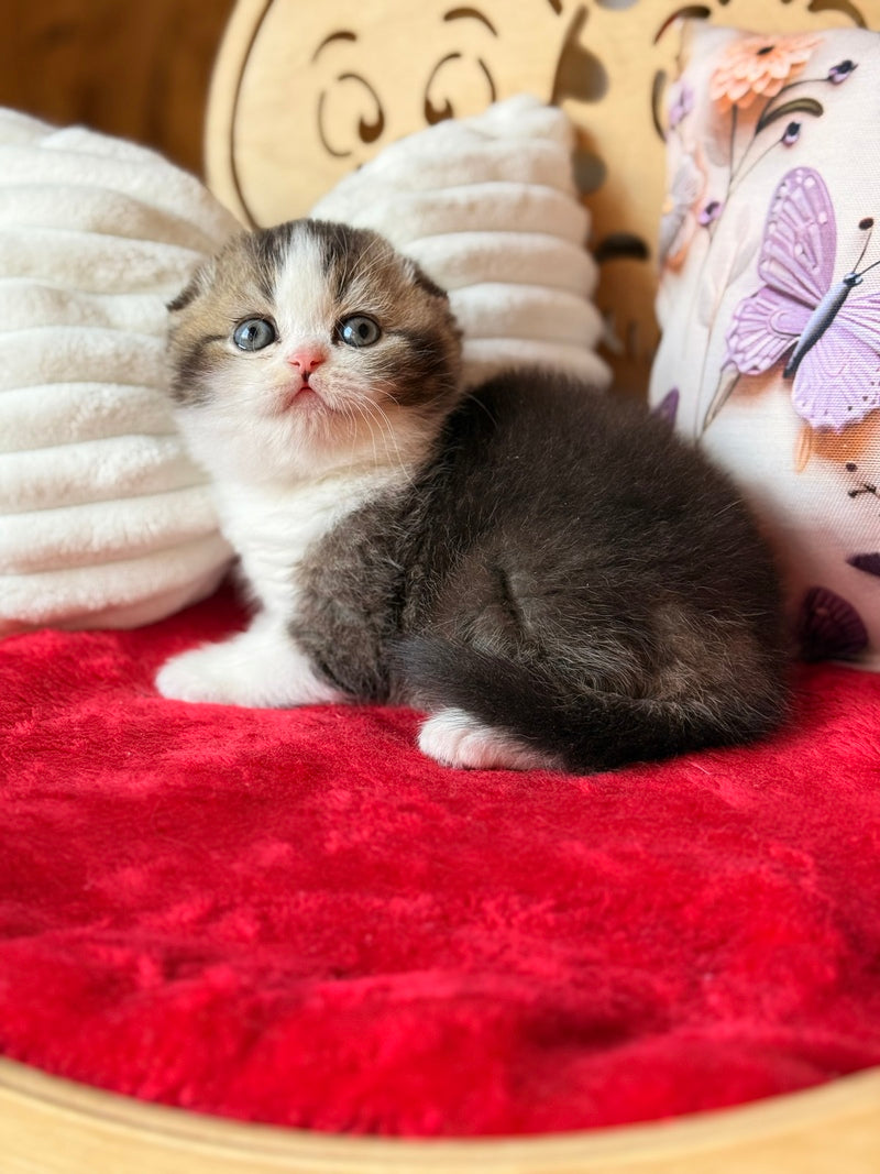 Phillip Scottish Fold male black ticked tabby bicolour - live animals