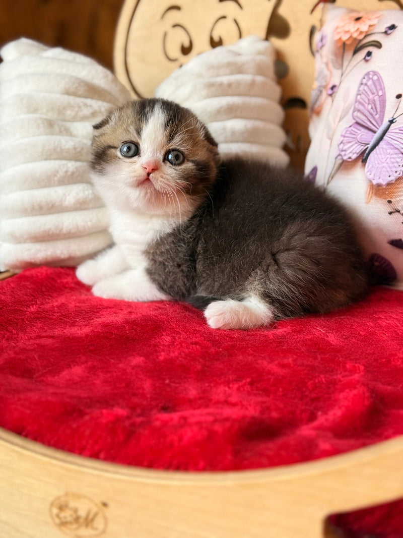 Phillip Scottish Fold male black ticked tabby bicolour - live animals