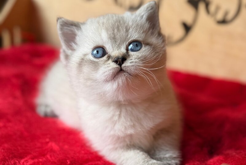 Forbes Scottish Straight male, black ticked tabby pointed