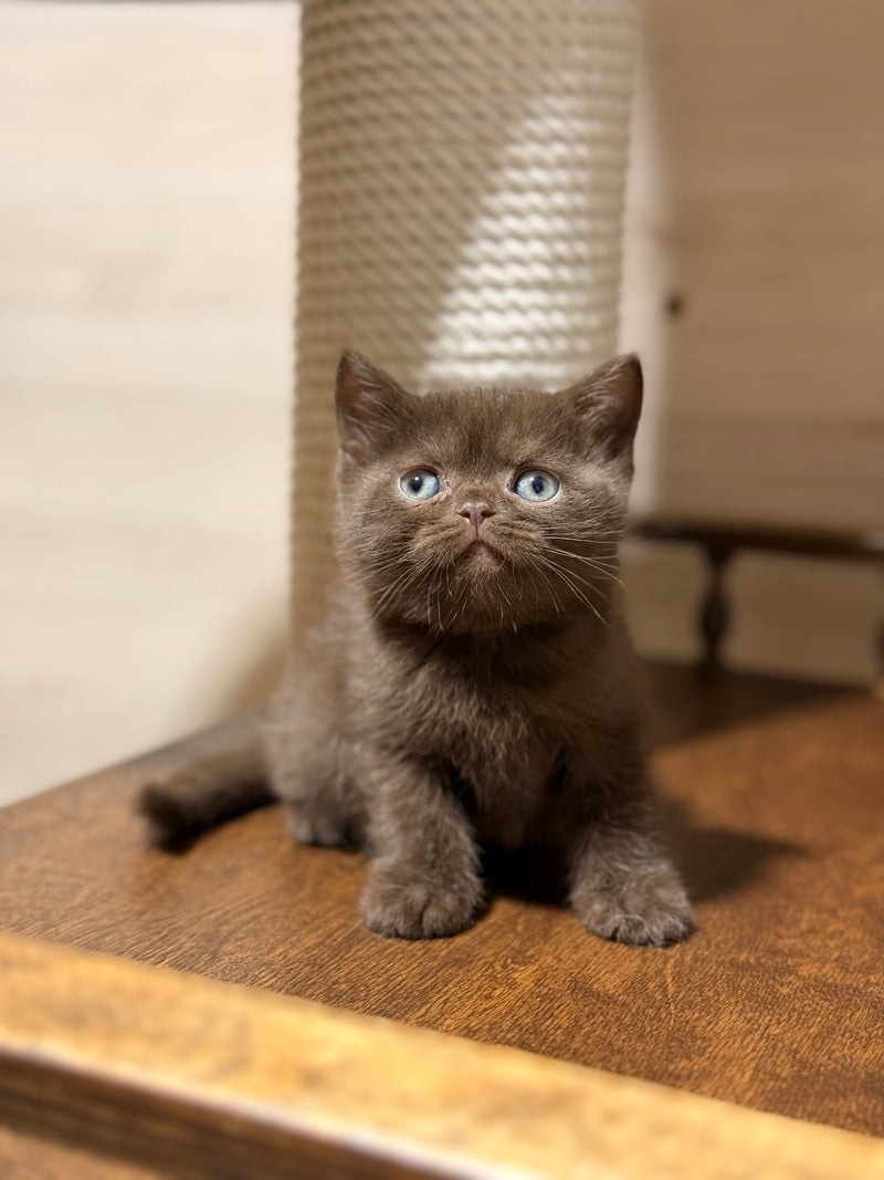 James British Shorthair male chocolate - live animals