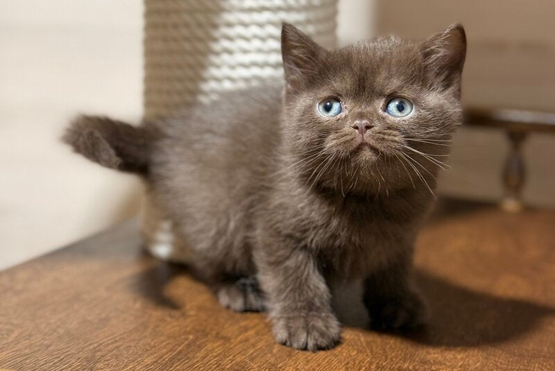 James British Shorthair male chocolate - live animals