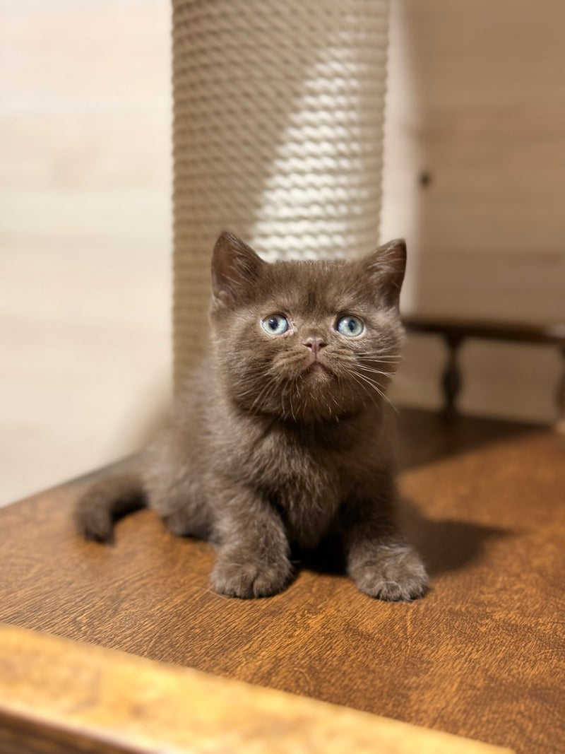James British Shorthair male chocolate - live animals