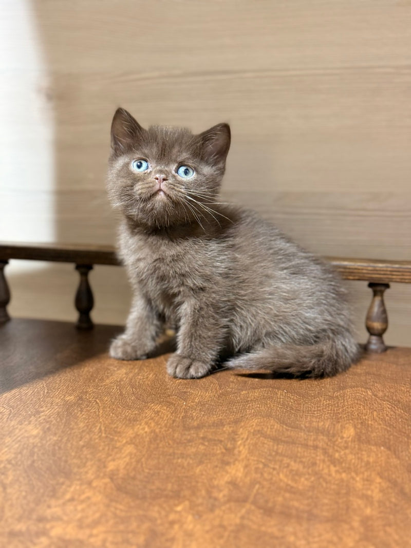James British Shorthair male chocolate - live animals