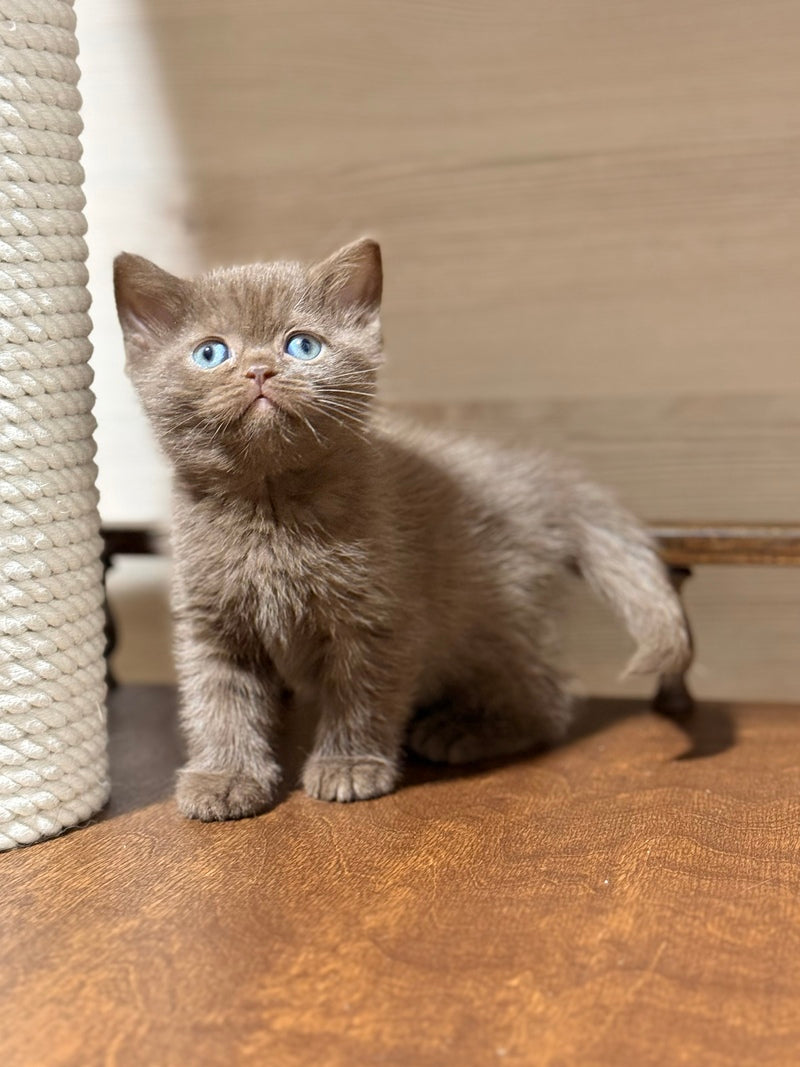 Jennifer British Shorthair female chocolate - live animals