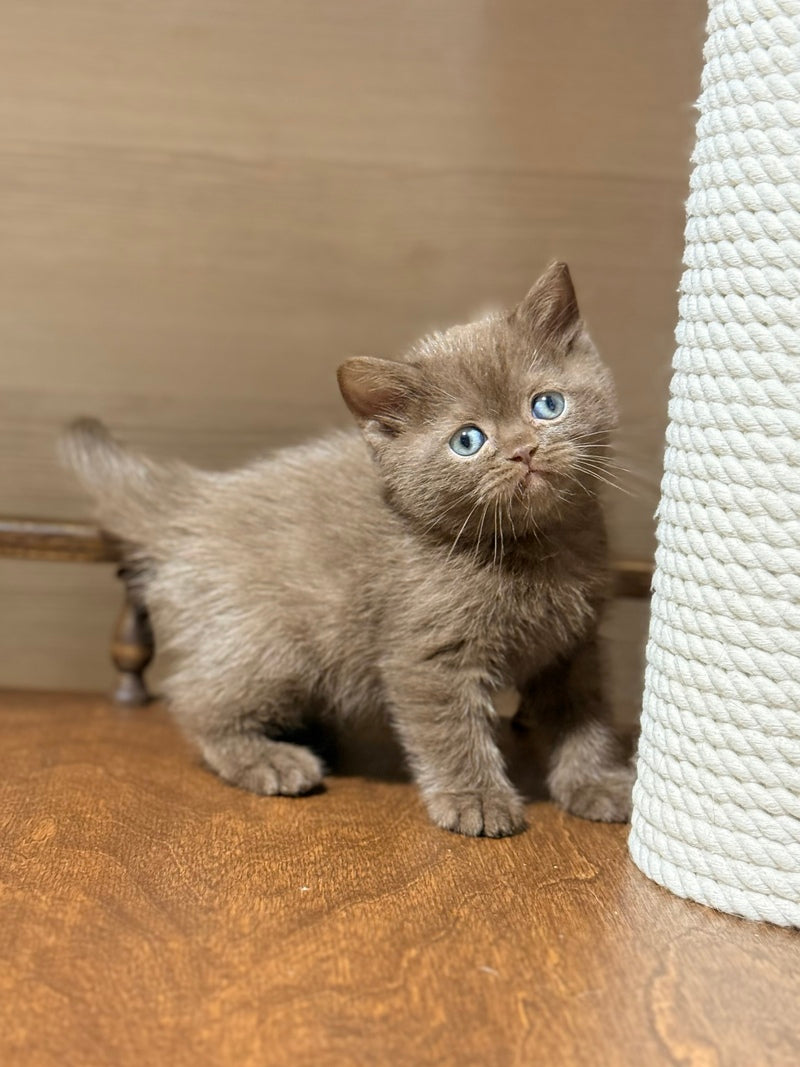 Jennifer British Shorthair female chocolate - live animals