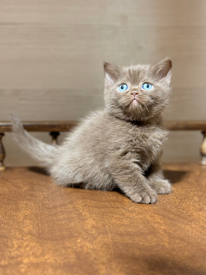 Jennifer British Shorthair female chocolate - live animals