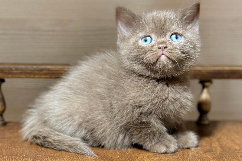 Jennifer British Shorthair female chocolate - live animals