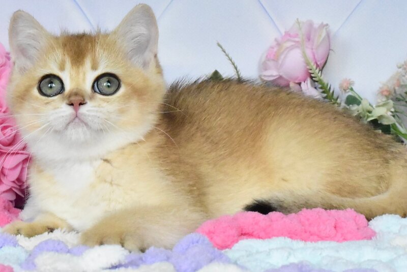 Neo British Shorthair male, black golden shaded