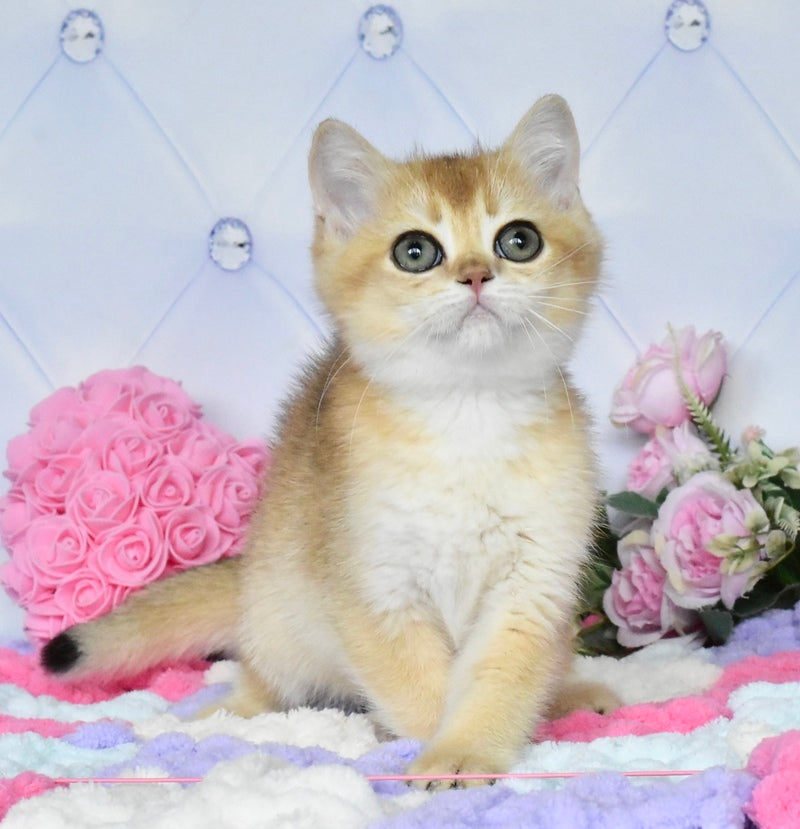 Neo British Shorthair male, black golden shaded