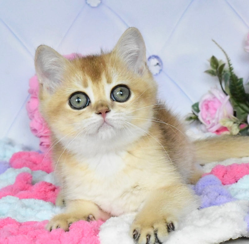 Neo British Shorthair male, black golden shaded