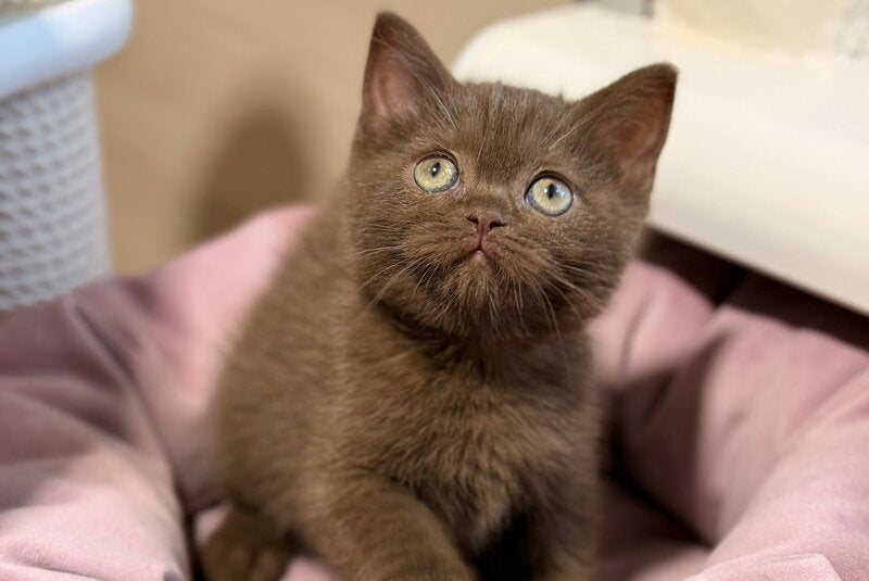 Jennifer British Shorthair female, chocolate