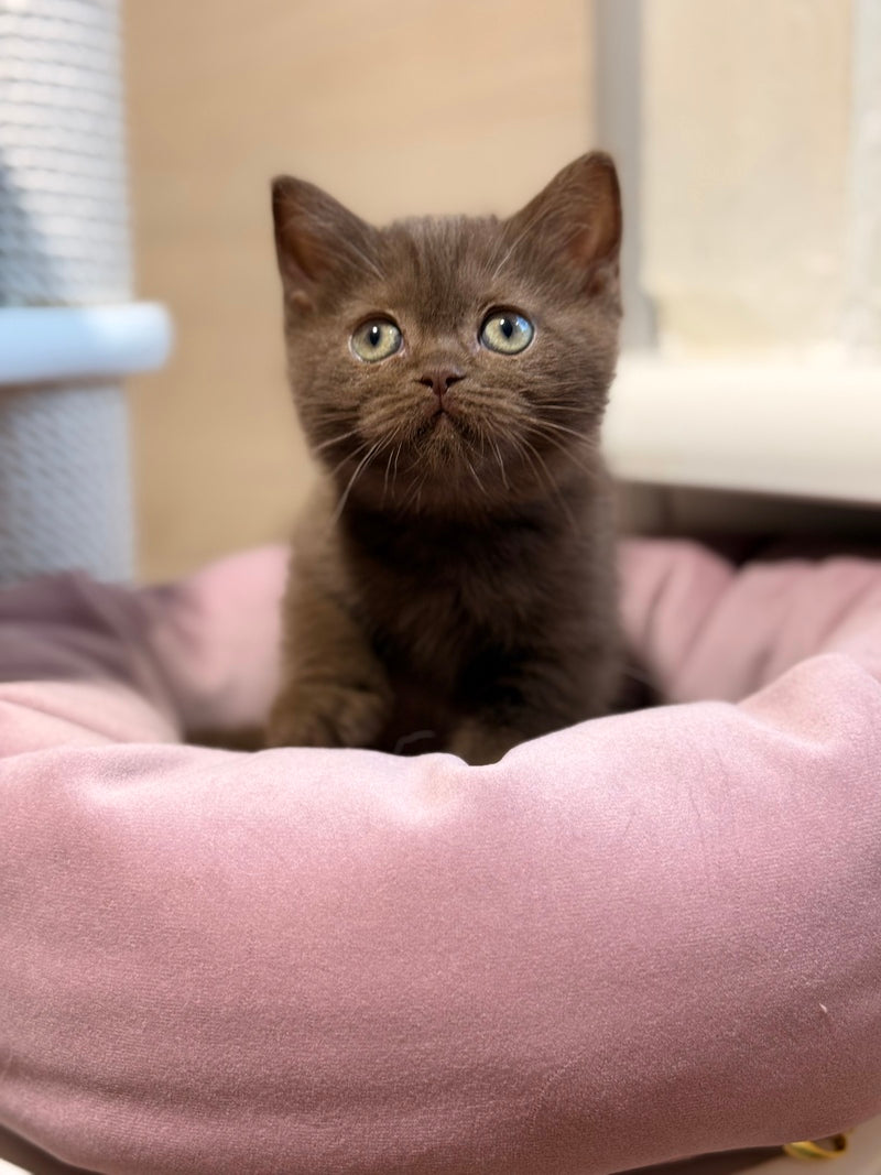 Jennifer British Shorthair female chocolate - live animals
