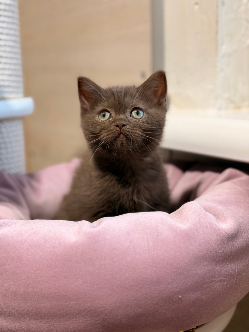 Jennifer British Shorthair female chocolate - live animals