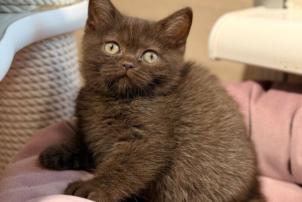 Josie British Shorthair female chocolate - live animals