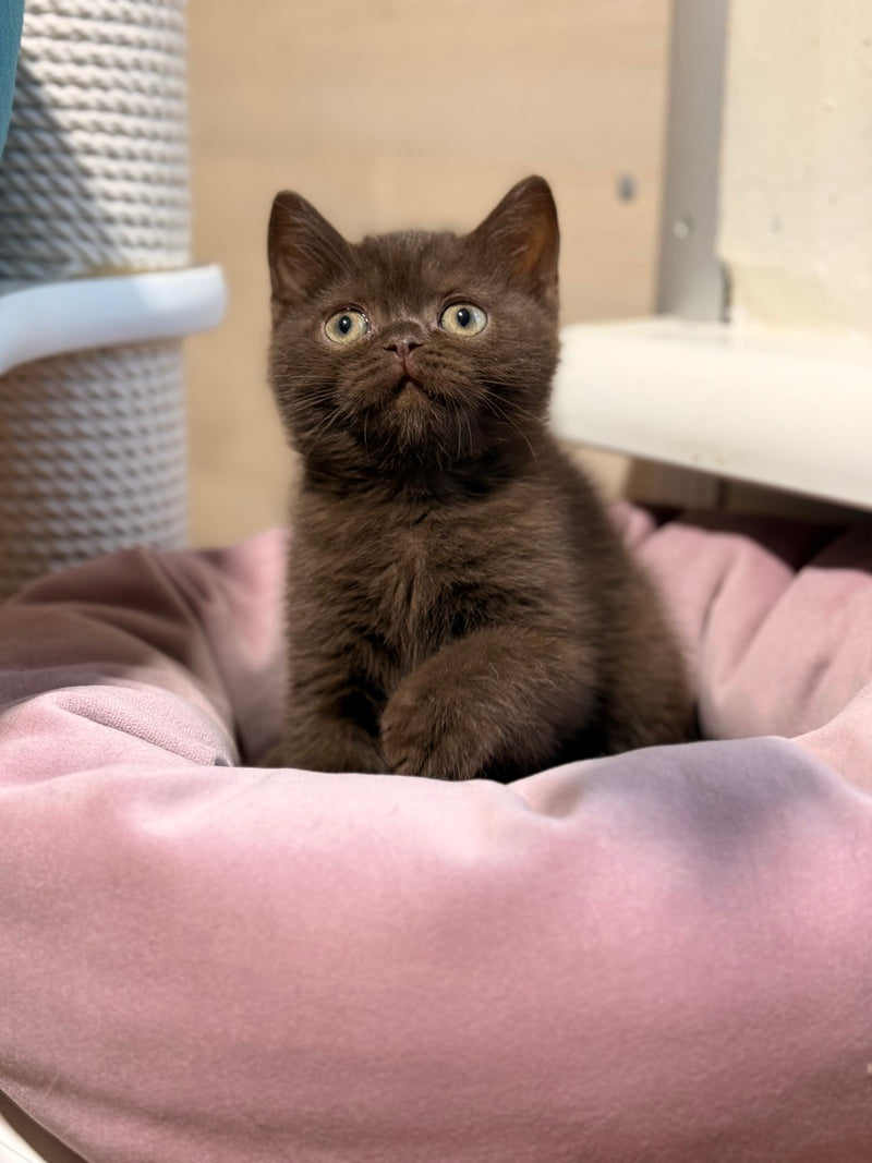 James British Shorthair male chocolate - live animals