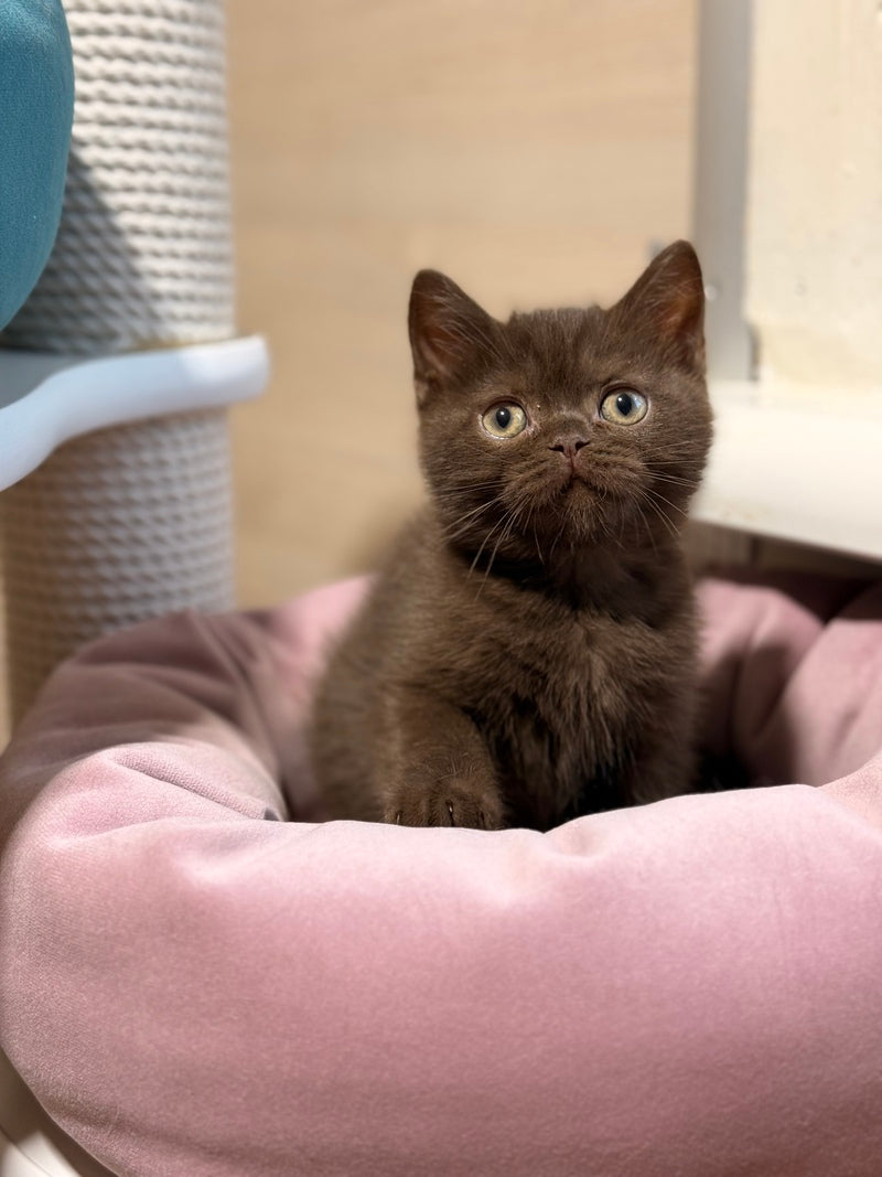 James British Shorthair male chocolate - live animals