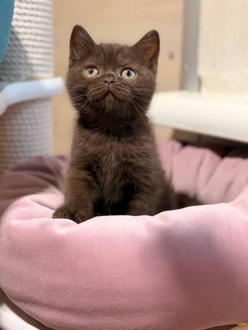 James British Shorthair male chocolate - live animals