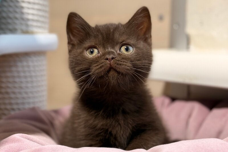 James British Shorthair male, chocolate
