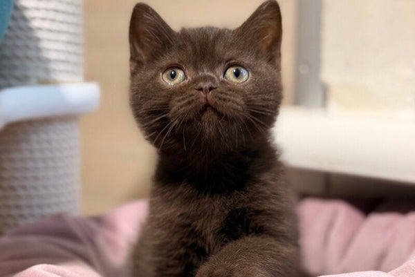 James British Shorthair male chocolate - live animals