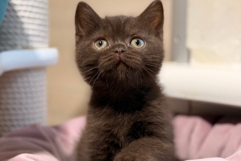 James British Shorthair male, chocolate