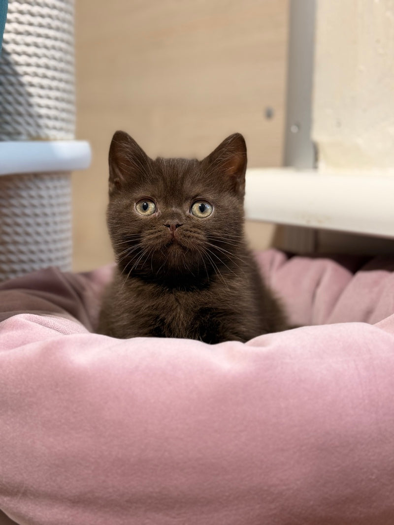 James British Shorthair male chocolate - live animals