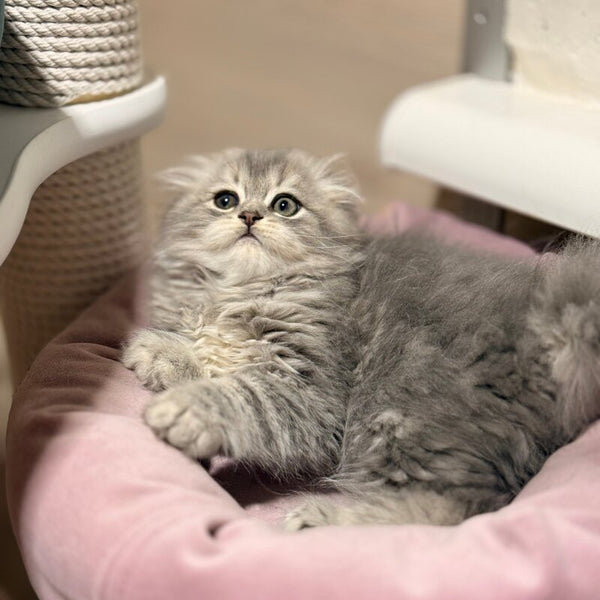 Forbes Scottish Fold male, blue tabby