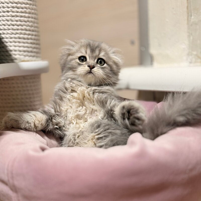 Forbes Scottish Fold male, blue tabby