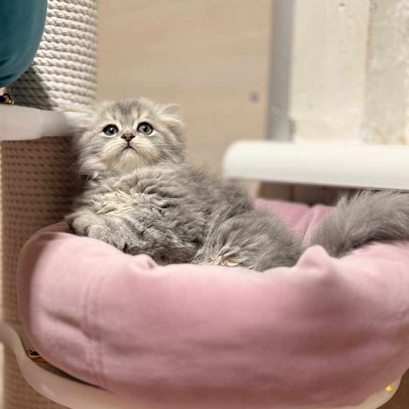 Forbes Scottish Fold male, blue tabby
