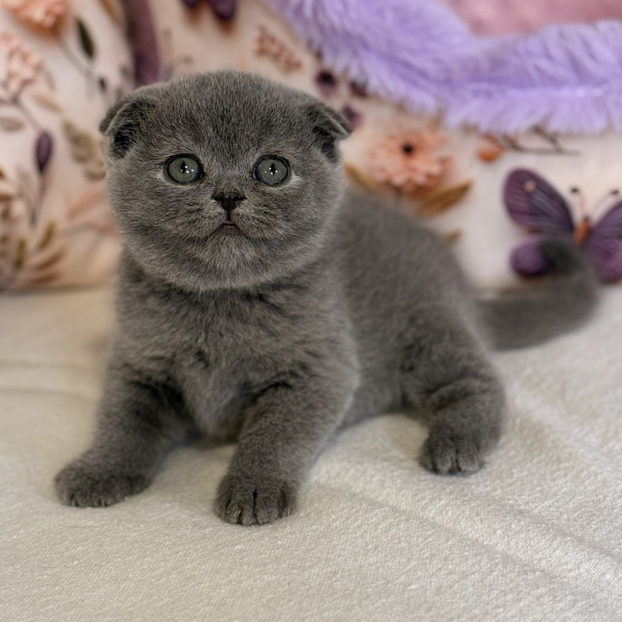 Polinochka Scottish Fold female, blue