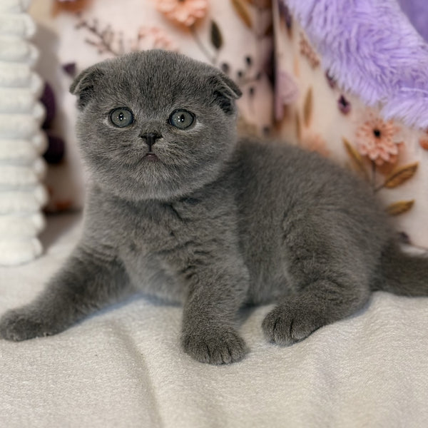 Polinochka Scottish Fold female, blue