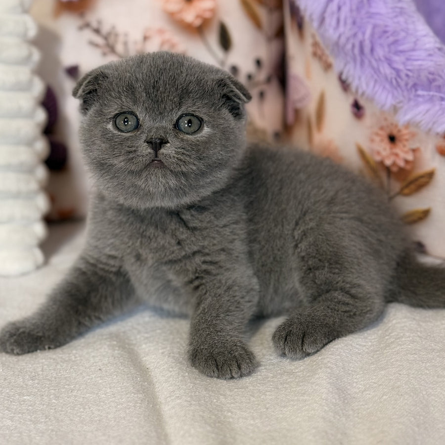 Polinochka Scottish Fold female, blue