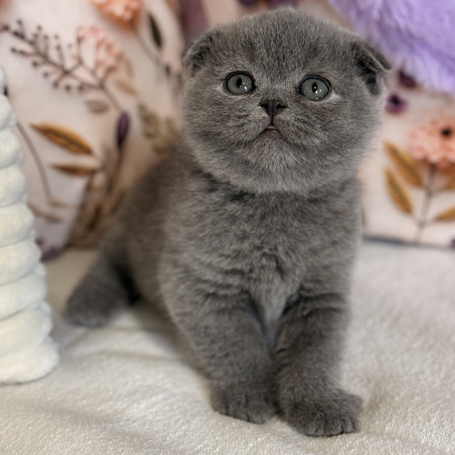 Polinochka Scottish Fold female, blue