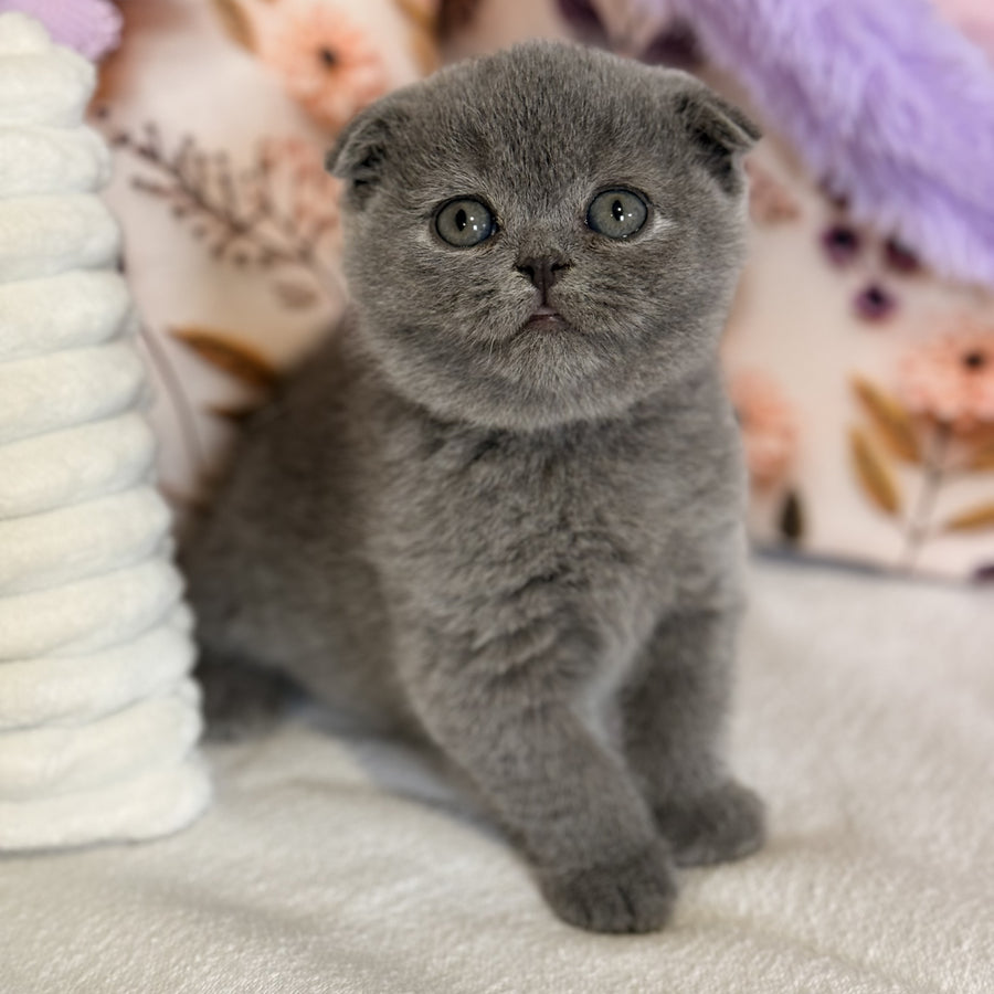 Polinochka Scottish Fold female, blue