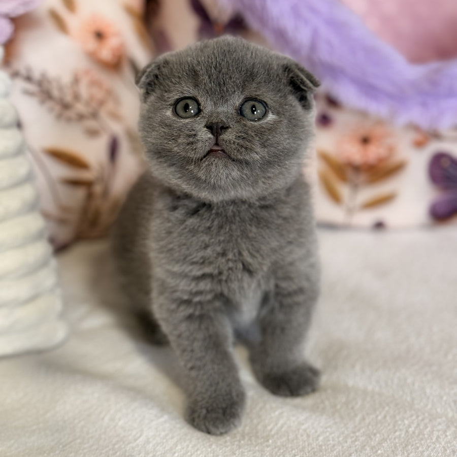 Polinochka Scottish Fold female, blue