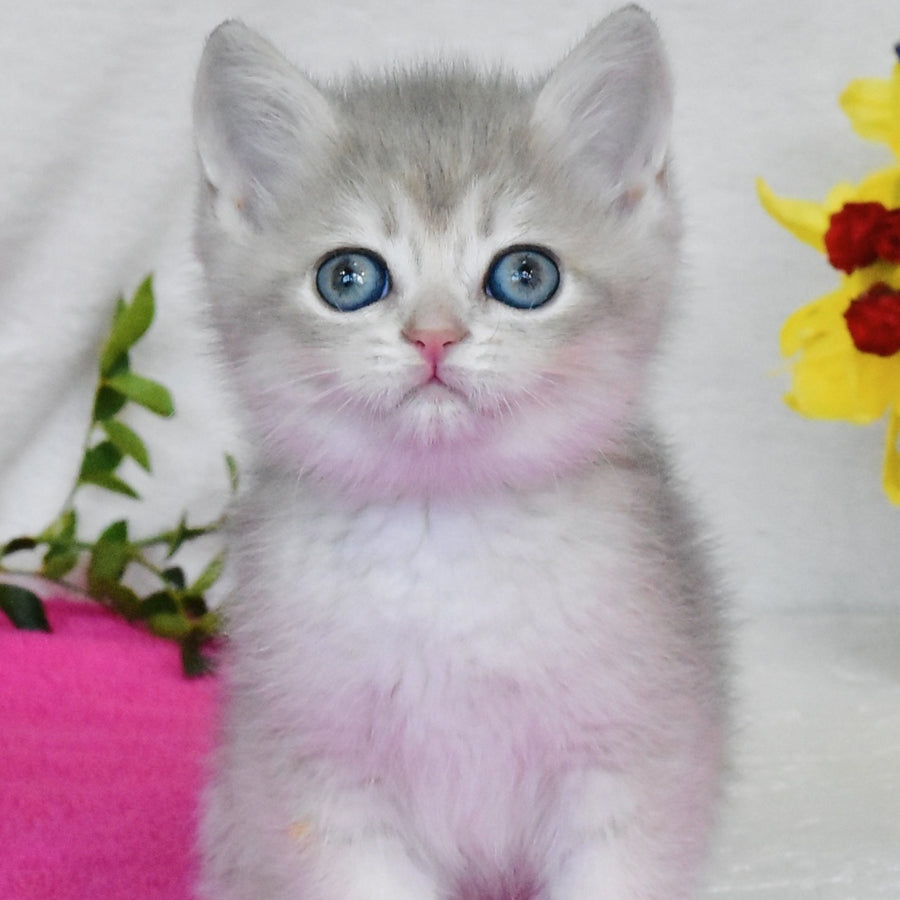 Finik British Shorthair male, blue golden shaded
