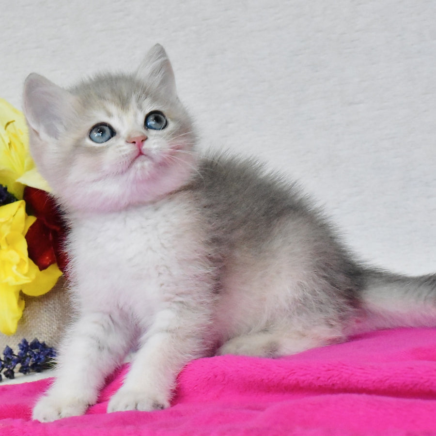 Finik British Shorthair male, blue golden shaded