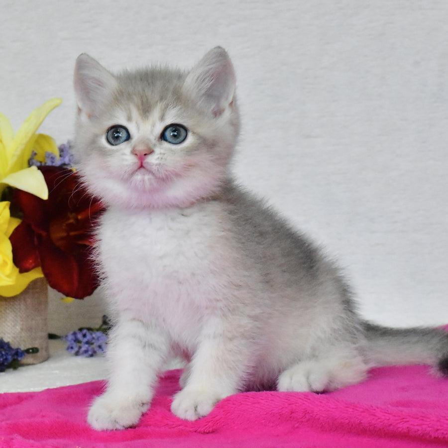 Finik British Shorthair male, blue golden shaded