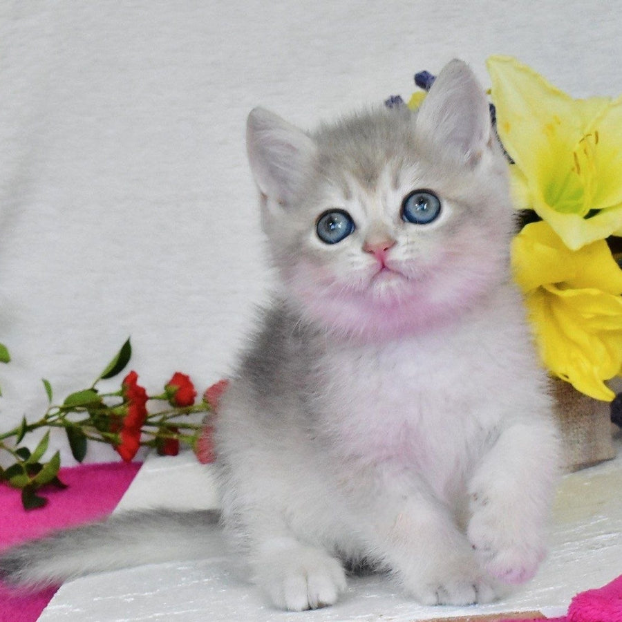 Finik British Shorthair male, blue golden shaded