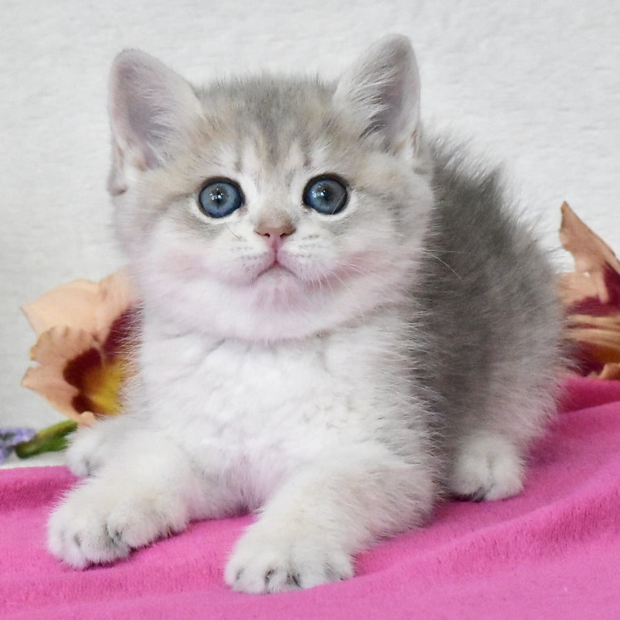 Feya British Shorthair female, blue golden shaded