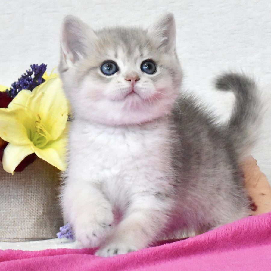 Feya British Shorthair female, blue golden shaded