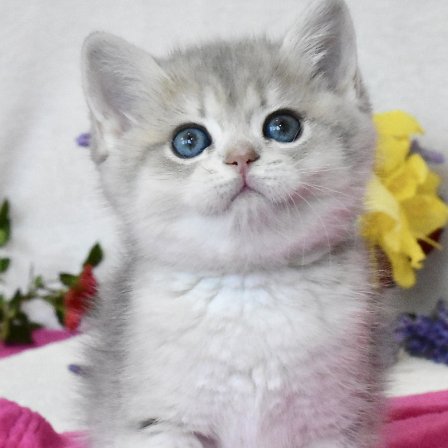 Feya British Shorthair female, blue golden shaded