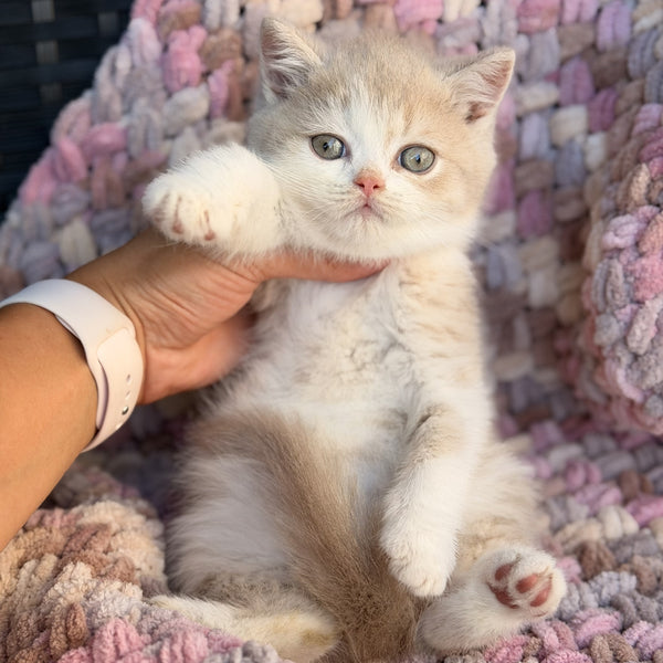 Bloom British Shorthair male, fawn bicolour