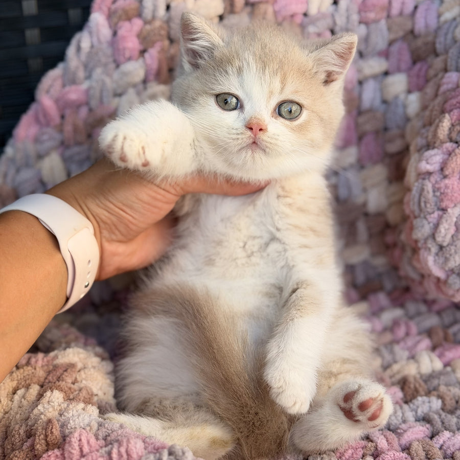 Bloom British Shorthair male, fawn bicolour