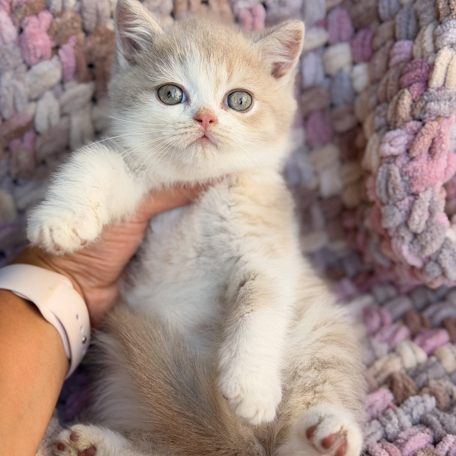 Bloom British Shorthair male, fawn bicolour