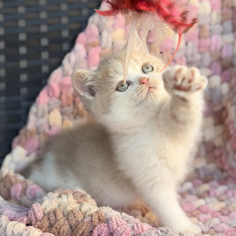 Bloom British Shorthair male, fawn bicolour